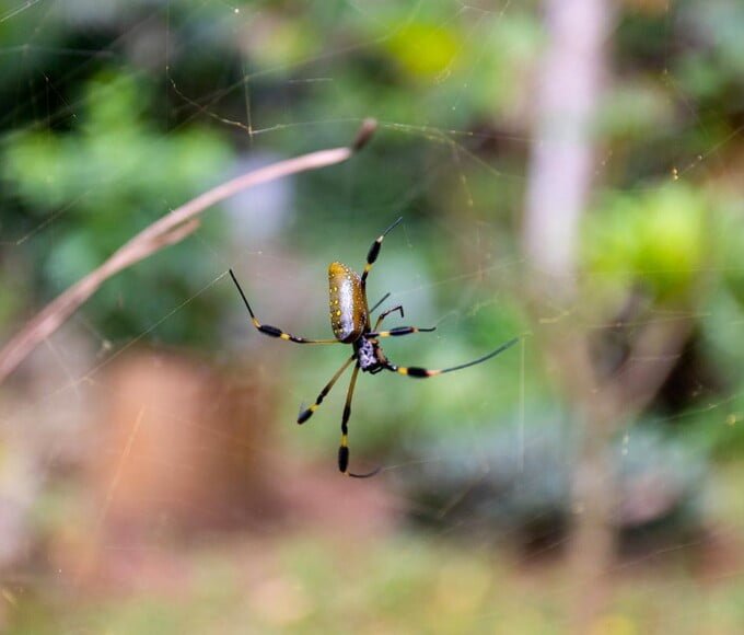 animaux dangereux à Saint Martin