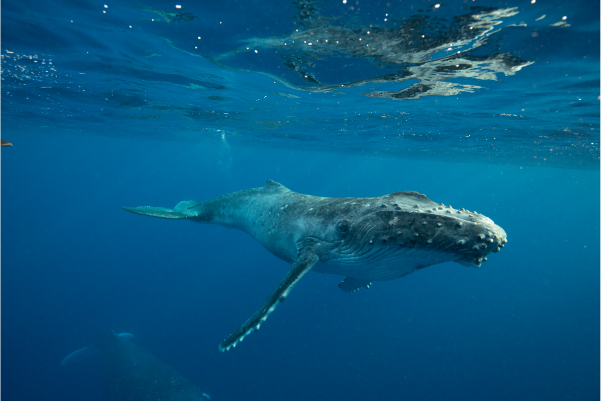 endroits saint martin