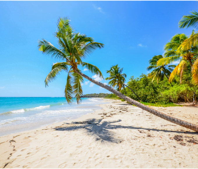 profiter dun voyage martinique