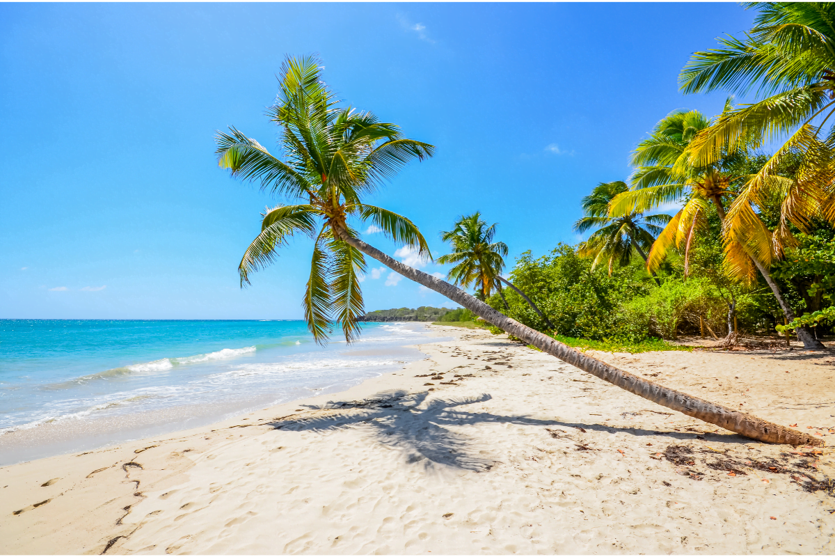 profiter dun voyage martinique