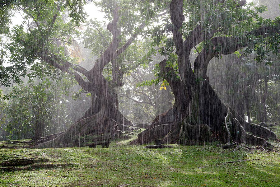 saison des pluies martinique