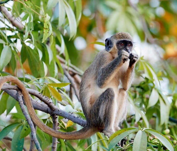 singe vert des caraibes