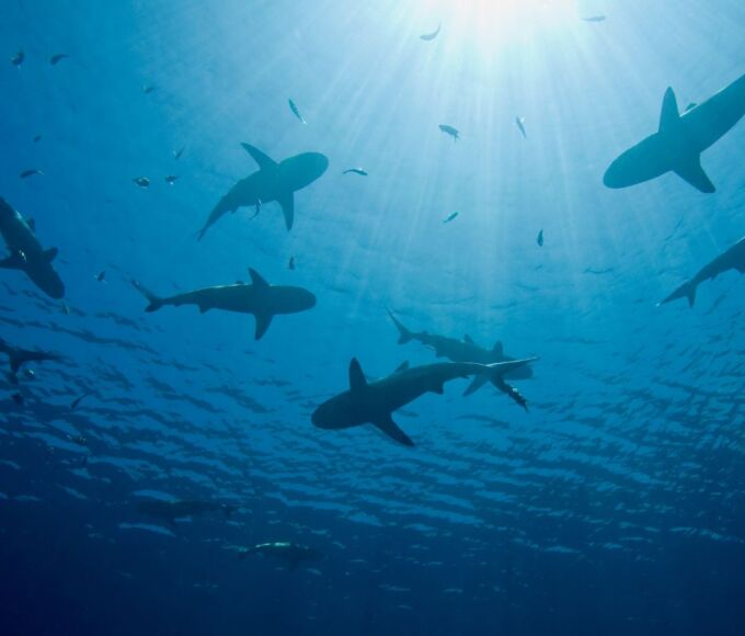 requins guadeloupe