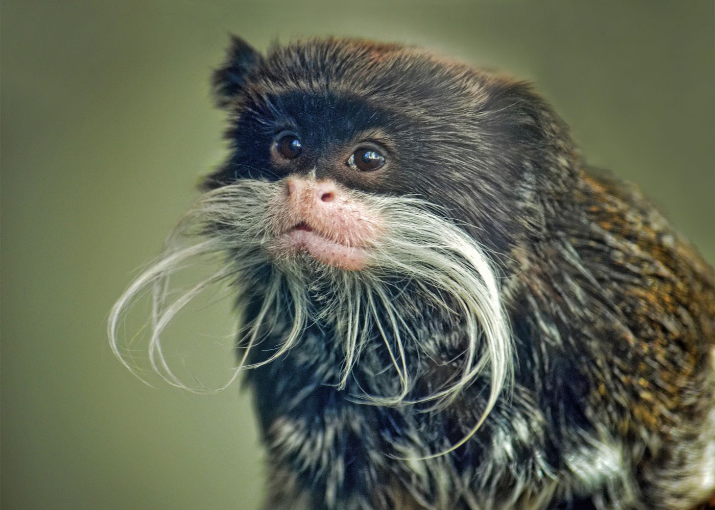 singe moustachu