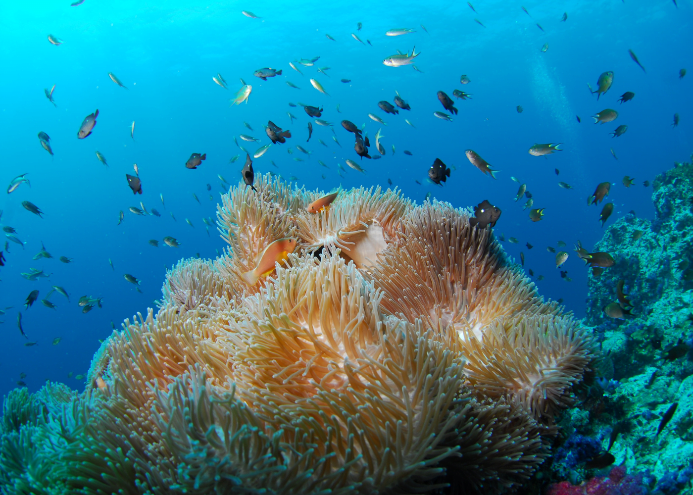 5 bonnes raisons de pratiquer la plongee sous marine a saint martin3