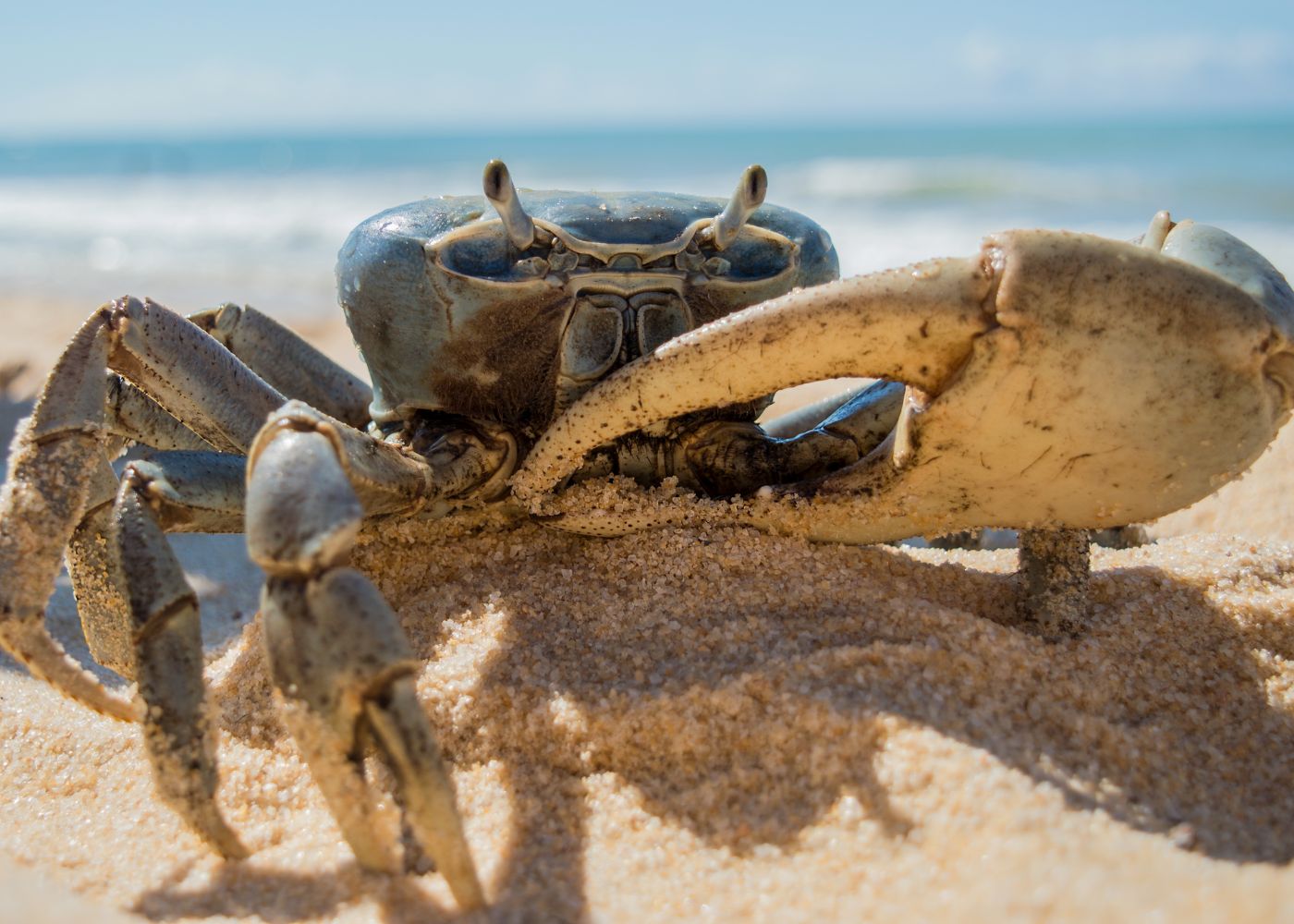 animaux insolites caraibes