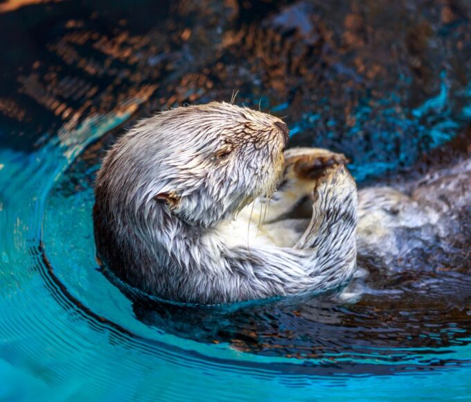 animaux insolites caraibes2