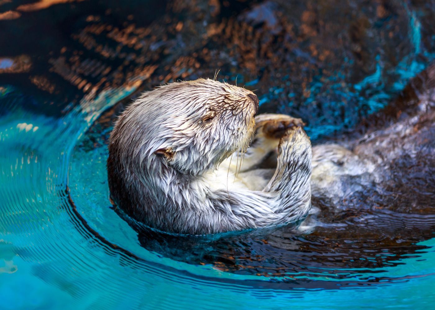 animaux insolites caraibes2