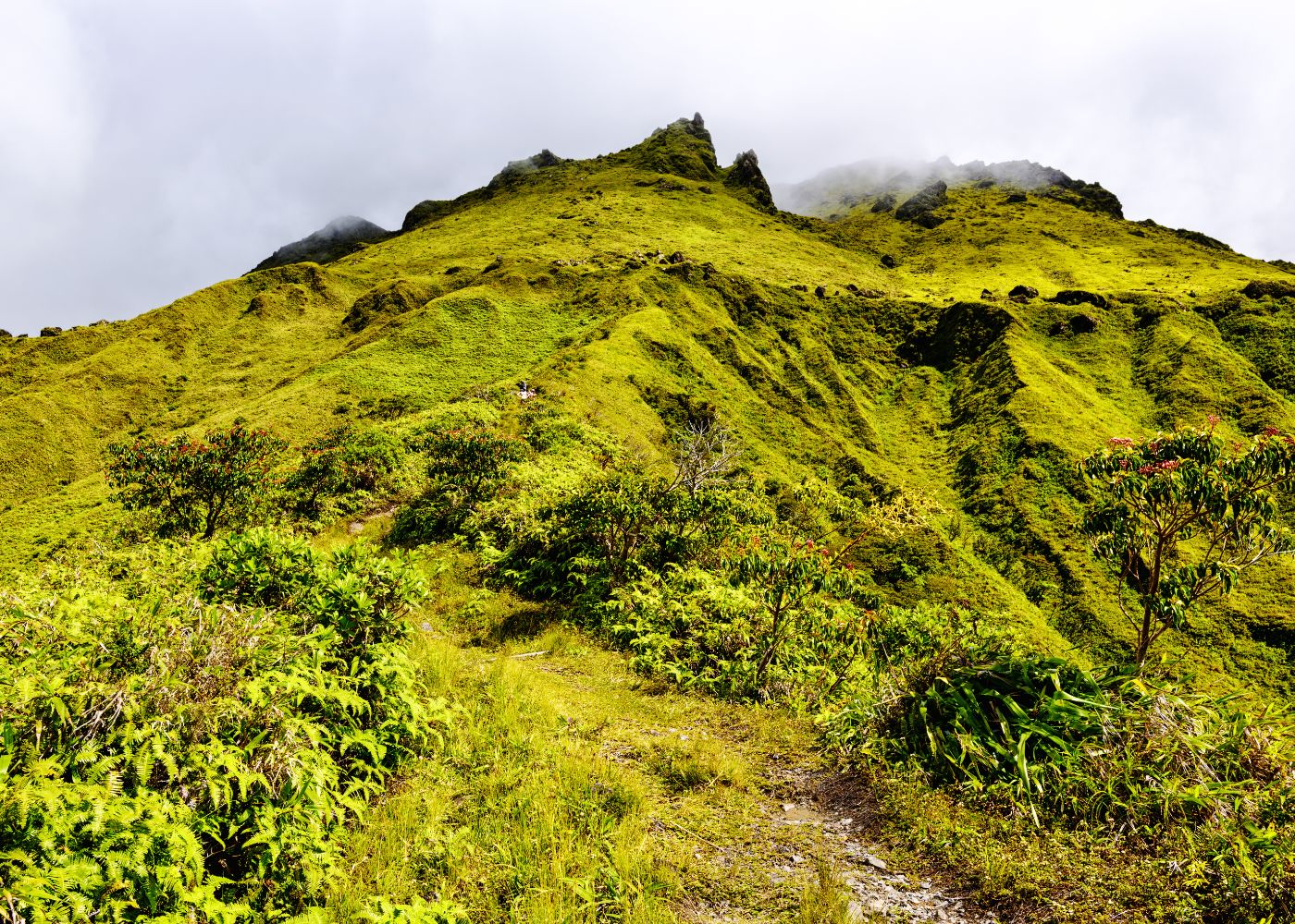 martinique montagne pelee2