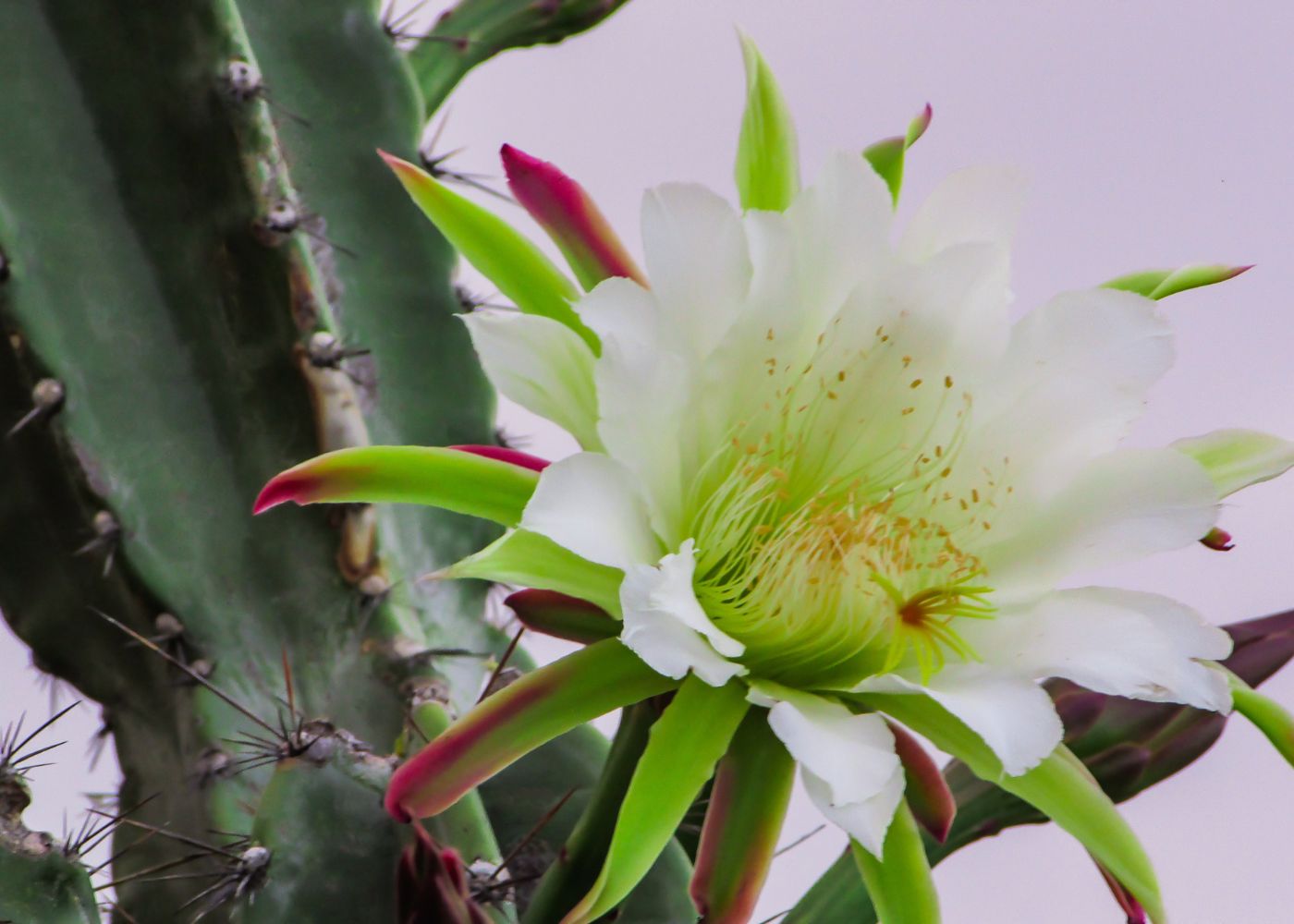 plantes insolites antilles