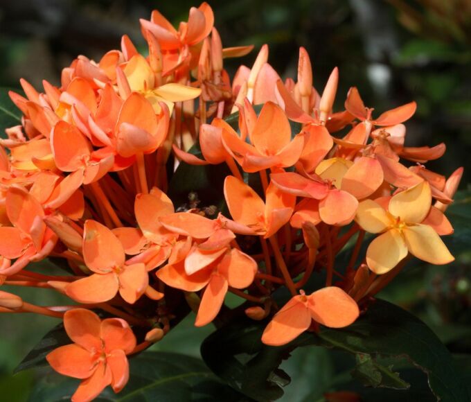 plantes insolites antilles2