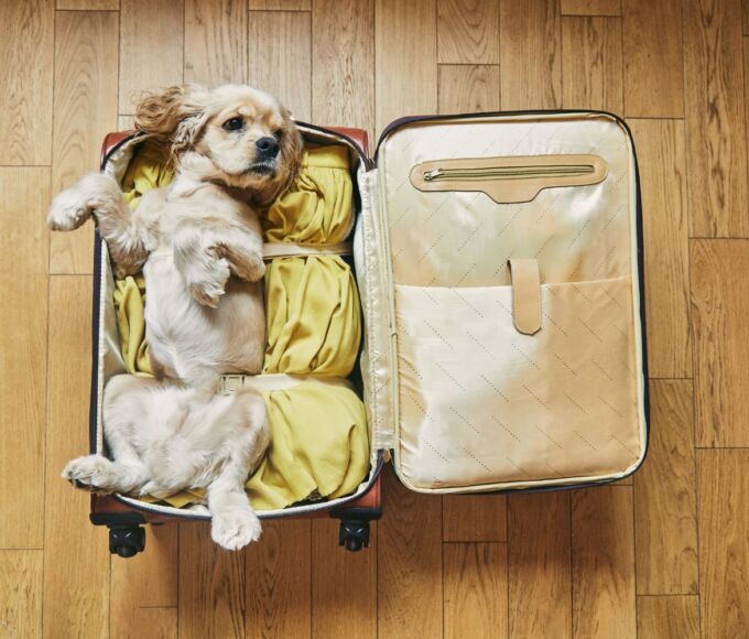 voyage animal de compagnie2