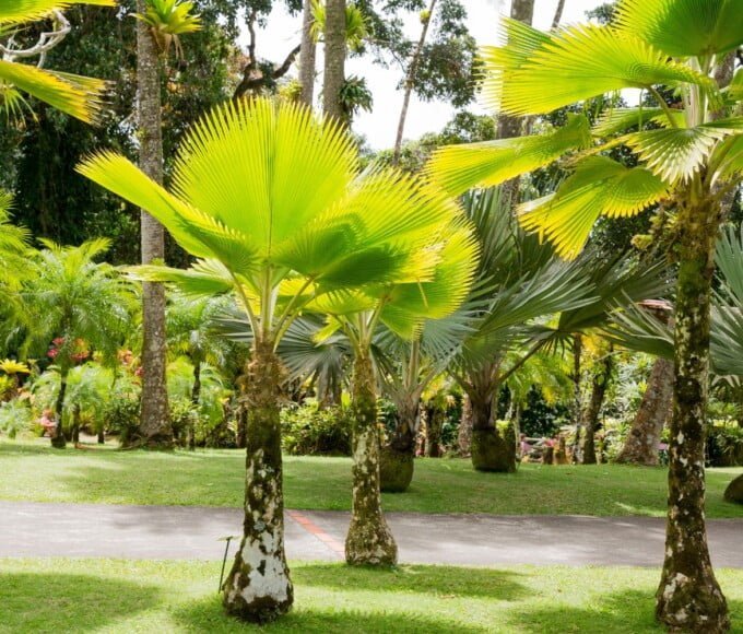 7 merveilles naturelles martinique2