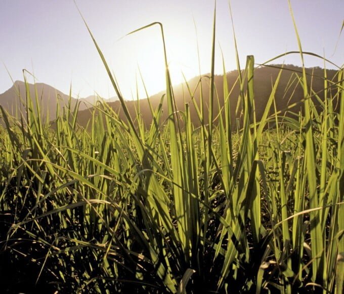 canne a sucre guadeloupe