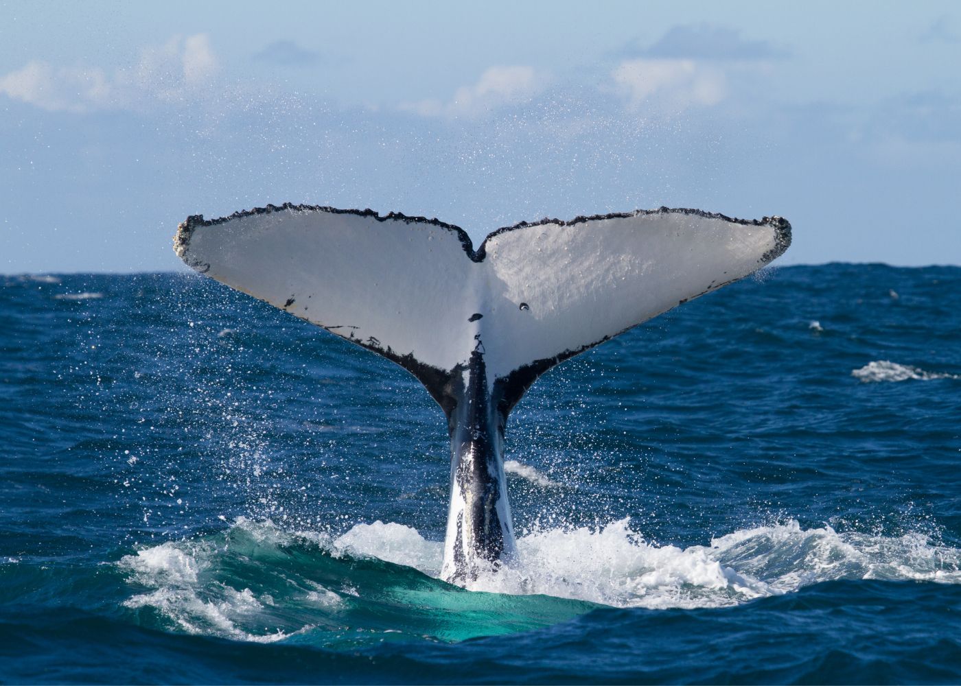 dauphins et baleines saint martin