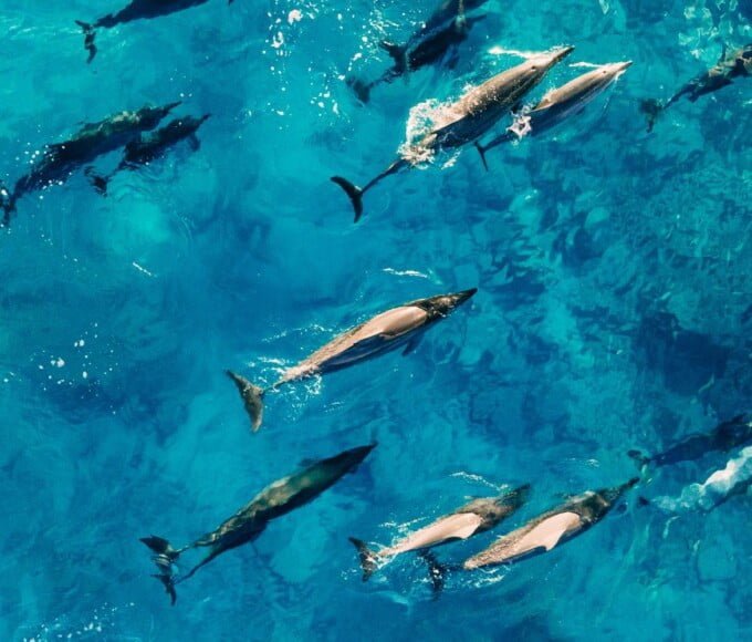 dauphins et baleines saint martin2