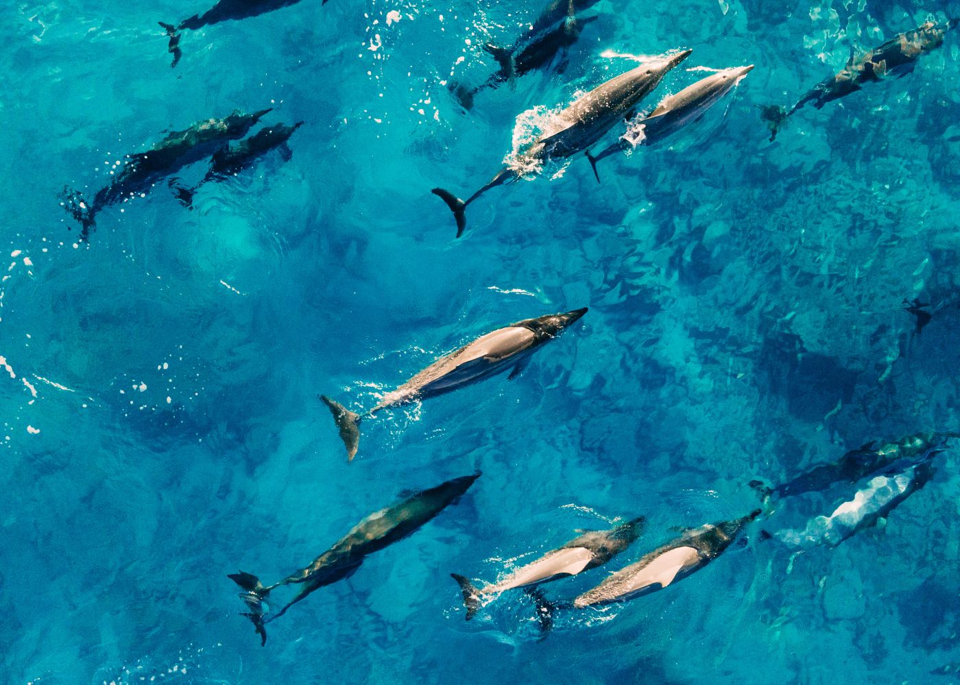 dauphins et baleines saint martin2