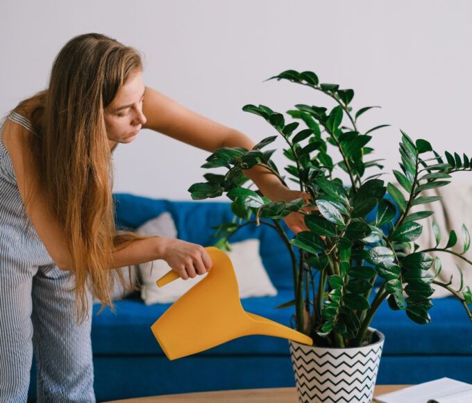 arrosage plantes vacances2