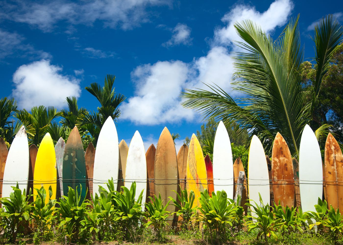 cours surf caraibes2