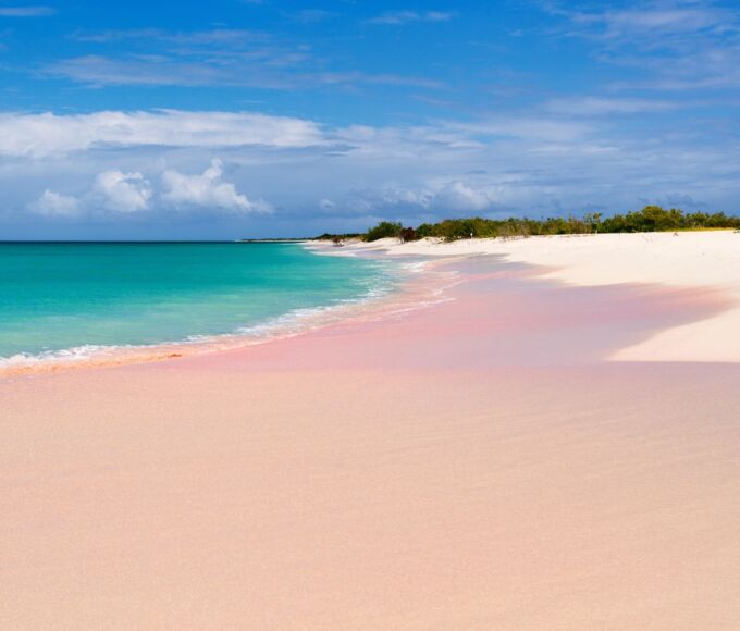 sable rose antilles2