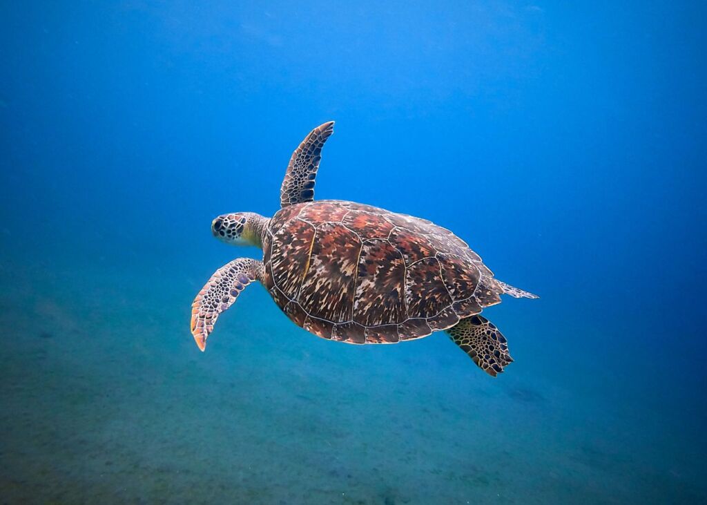 Tortue des mers main image 0