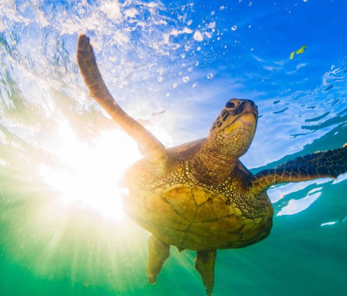 tortues de mer caraibes2