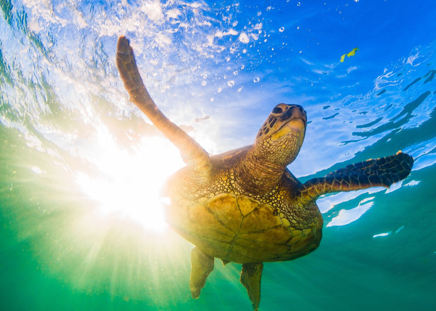 tortues de mer caraibes2