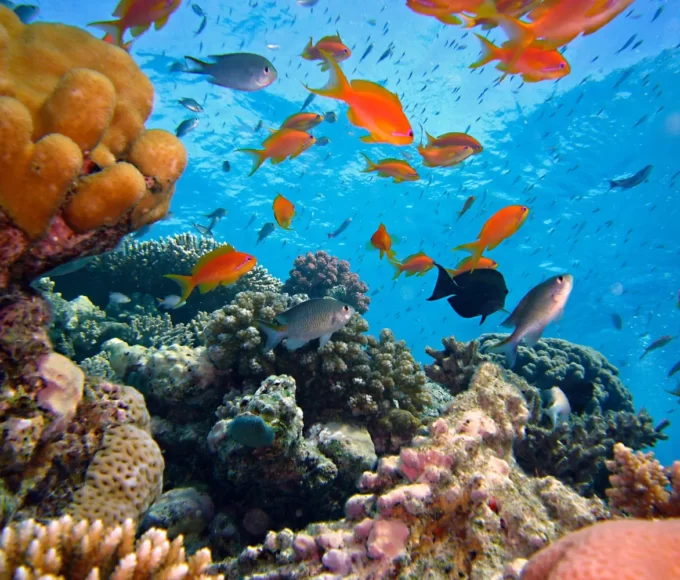 excursions en mer caraibes