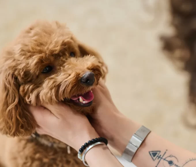 garde animaux vacances1