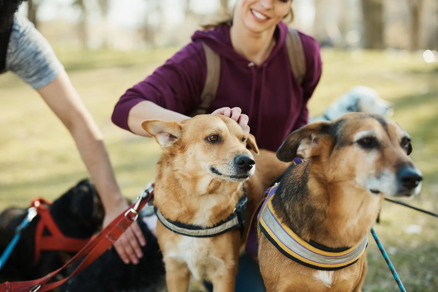 garde animaux vacances2