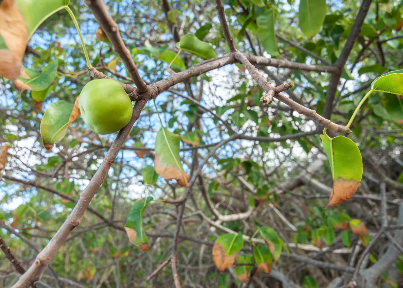 mancellier arbre toxique2
