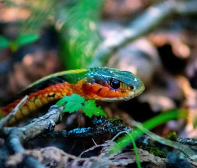 serpents en martinique