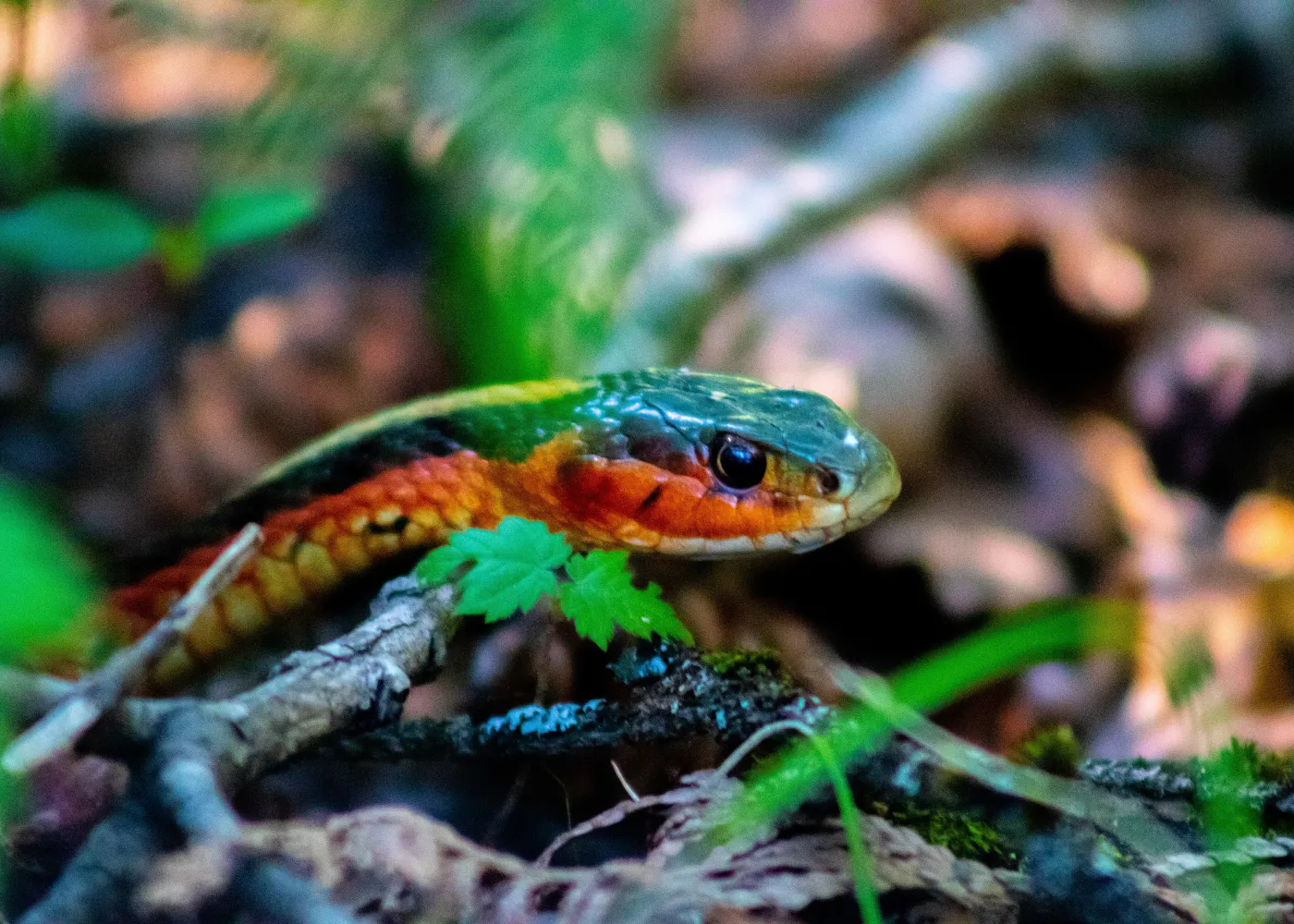 serpents en martinique