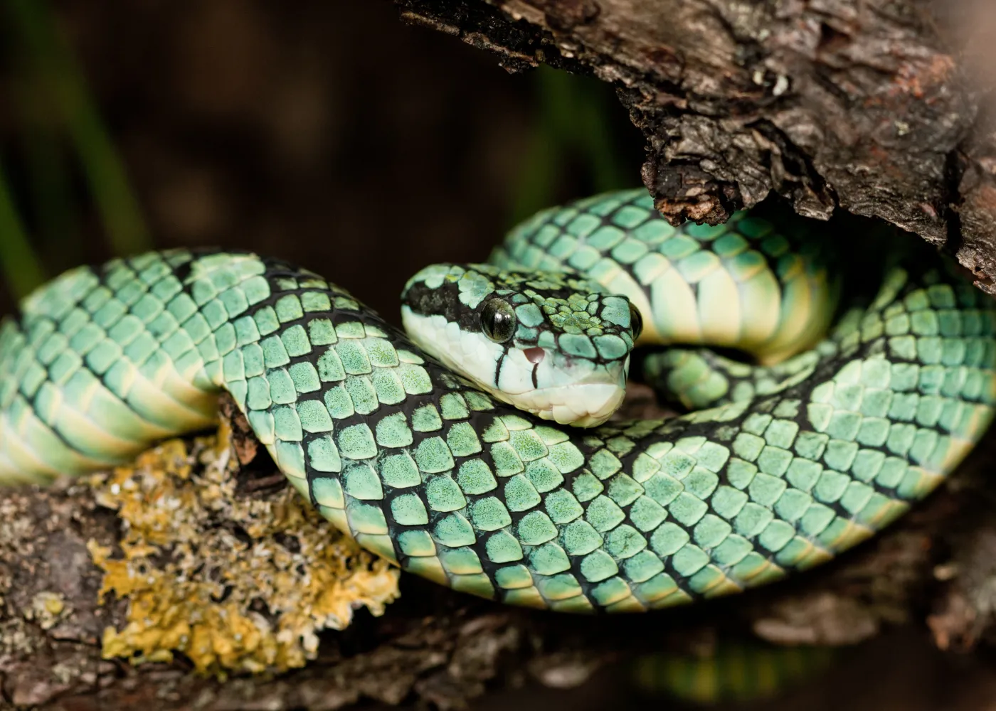 serpents en martinique3
