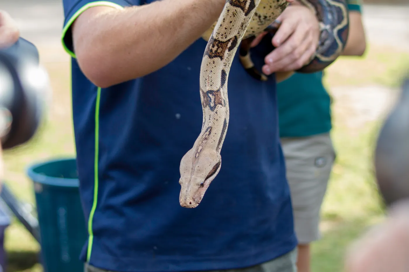 serpents guadeloupe1