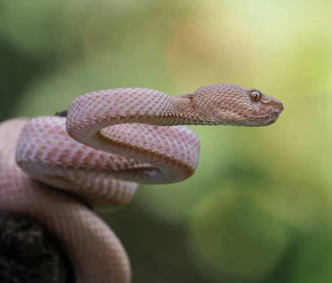 serpents guadeloupe2
