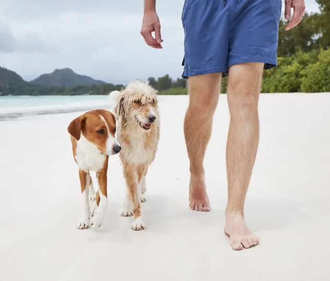voyager avec chien caraibes1