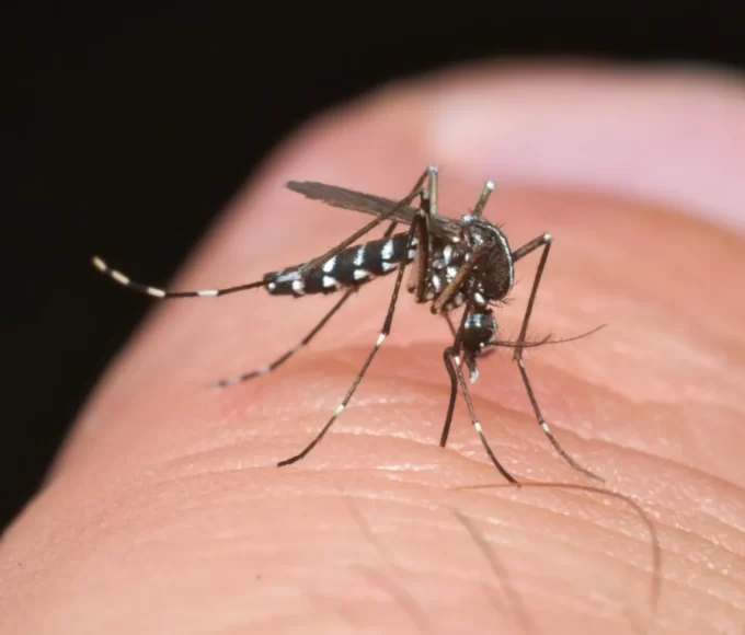 moustique aedes aegypti