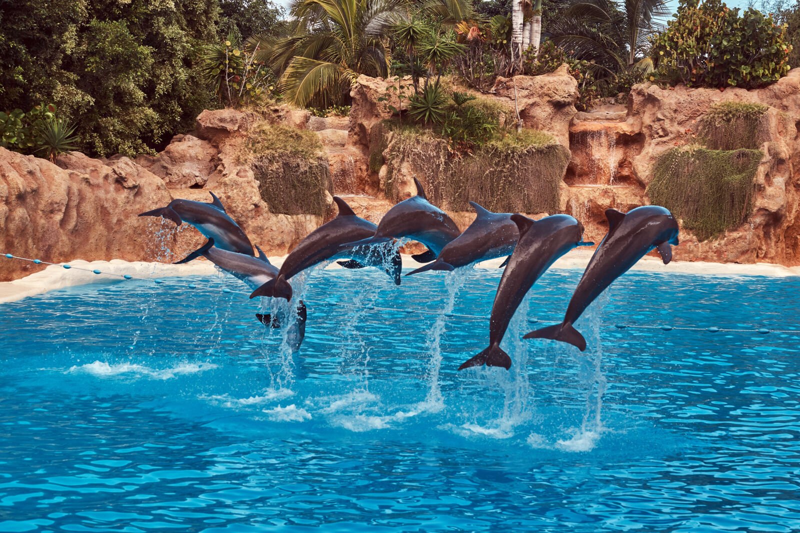 dolphins performing during a dolphin show with their trainers in a national zoo.