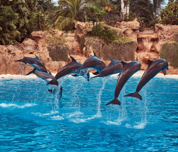 dolphins performing during a dolphin show with their trainers in a national zoo.