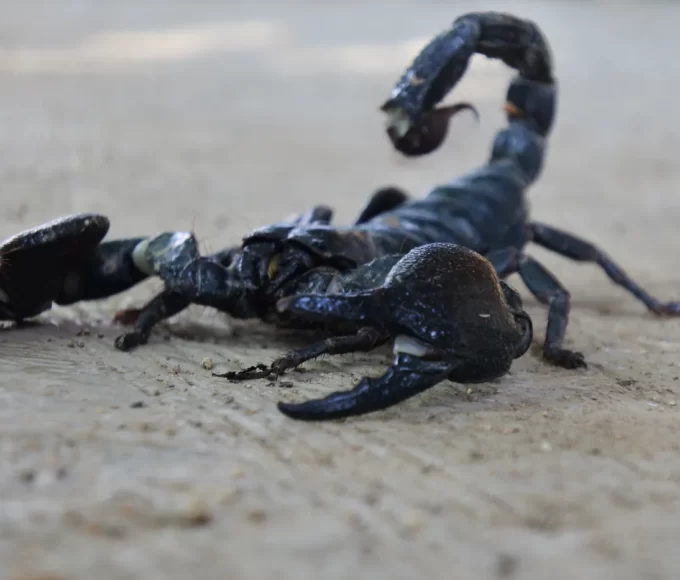 animaux dangereux antilles