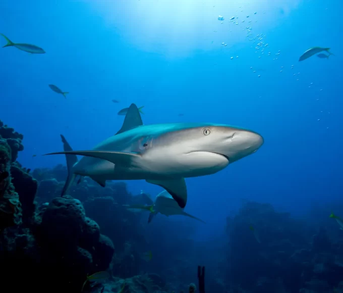 requins caraibes