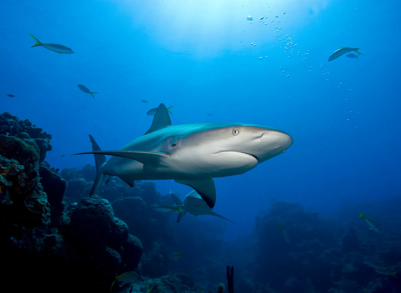 requins caraibes