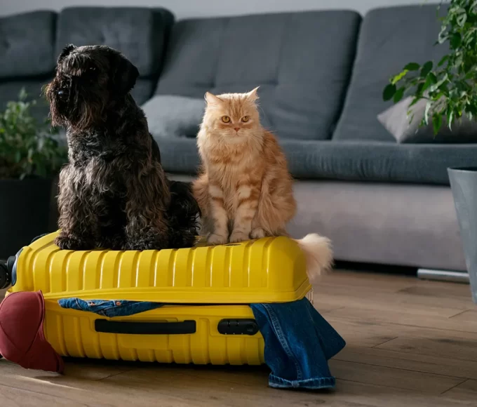 voyager animaux de compagnie