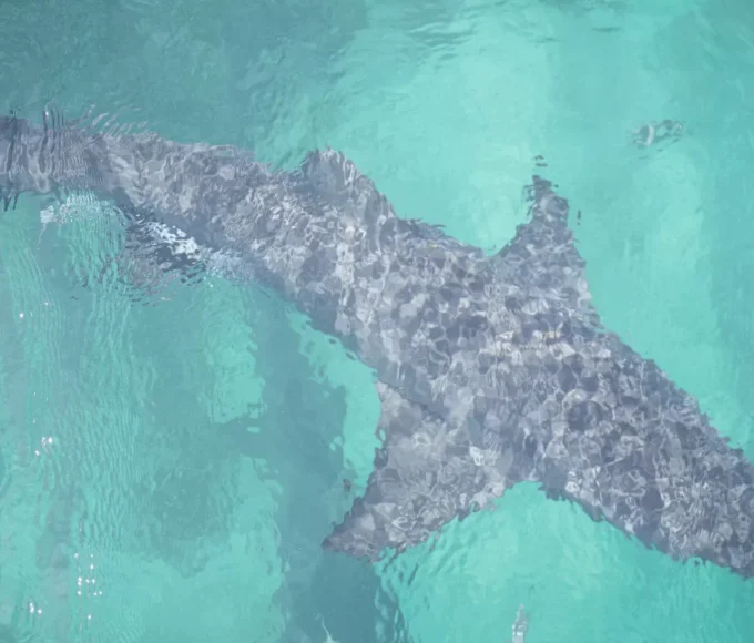 guadeloupe-et-sa-faune-marine-la-verite-sur-la-presence-des-requins