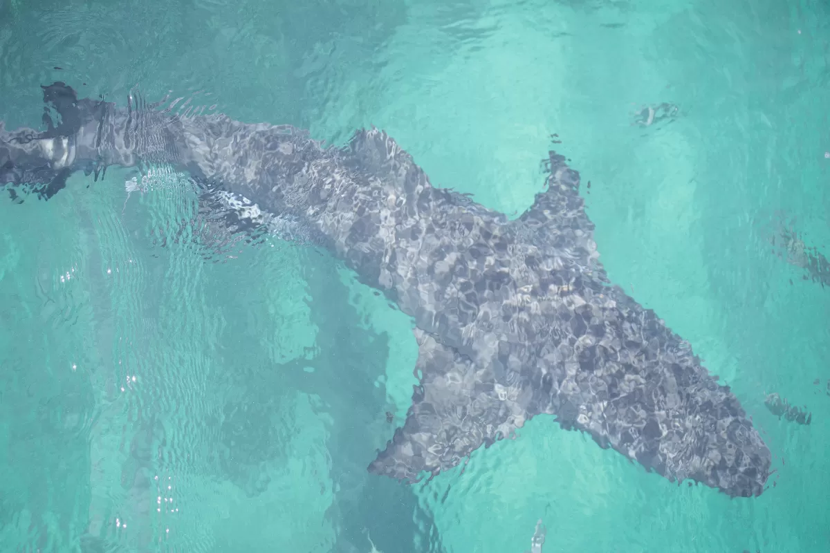 guadeloupe-et-sa-faune-marine-la-verite-sur-la-presence-des-requins