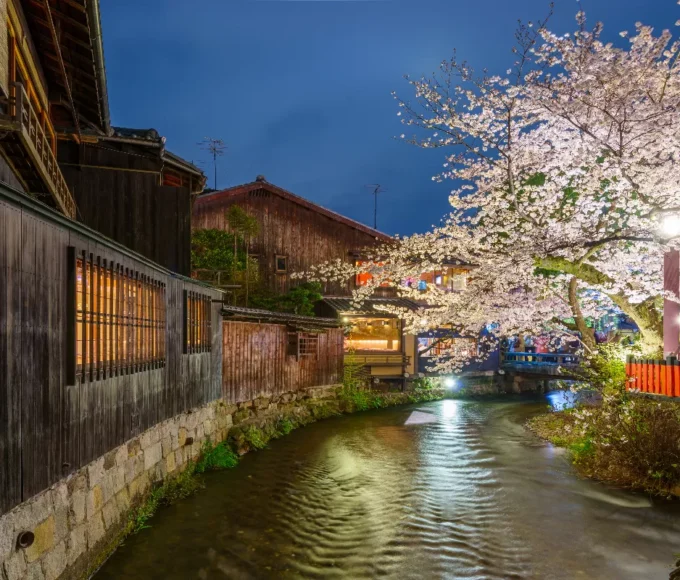 kyoto-en-fleurs-vivez-la-magie-des-cerisiers-en-saison