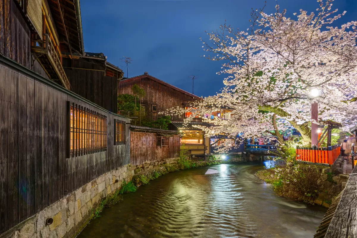 kyoto-en-fleurs-vivez-la-magie-des-cerisiers-en-saison