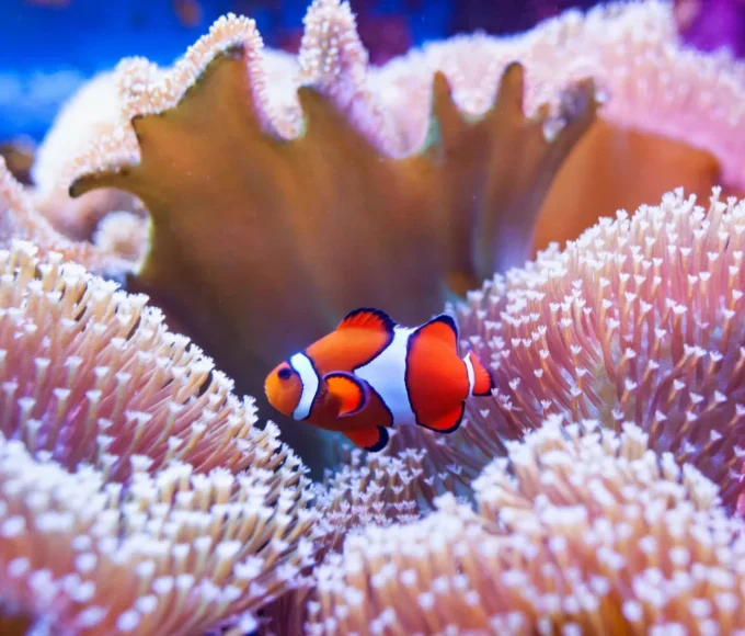 les-7-meilleurs-spots-de-plongee-sous-marine-dans-le-monde