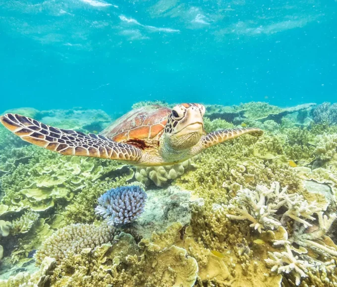 les-tresors-sous-marins-de-la-grande-barriere-de-corail-en-australie